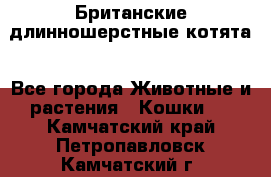 Британские длинношерстные котята - Все города Животные и растения » Кошки   . Камчатский край,Петропавловск-Камчатский г.